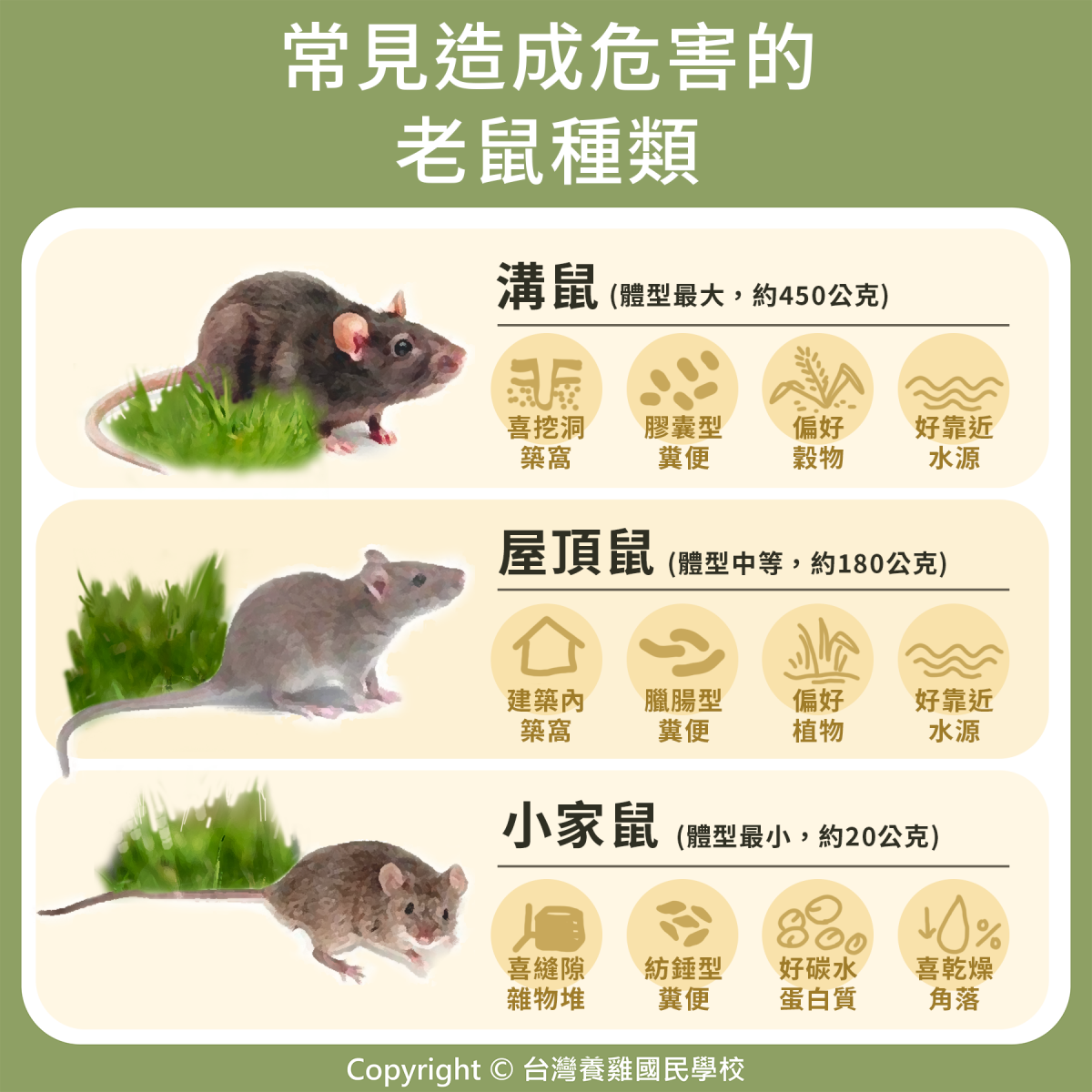 雞隻｜95. 常見造成危害的老鼠種類 | 優雞可尋