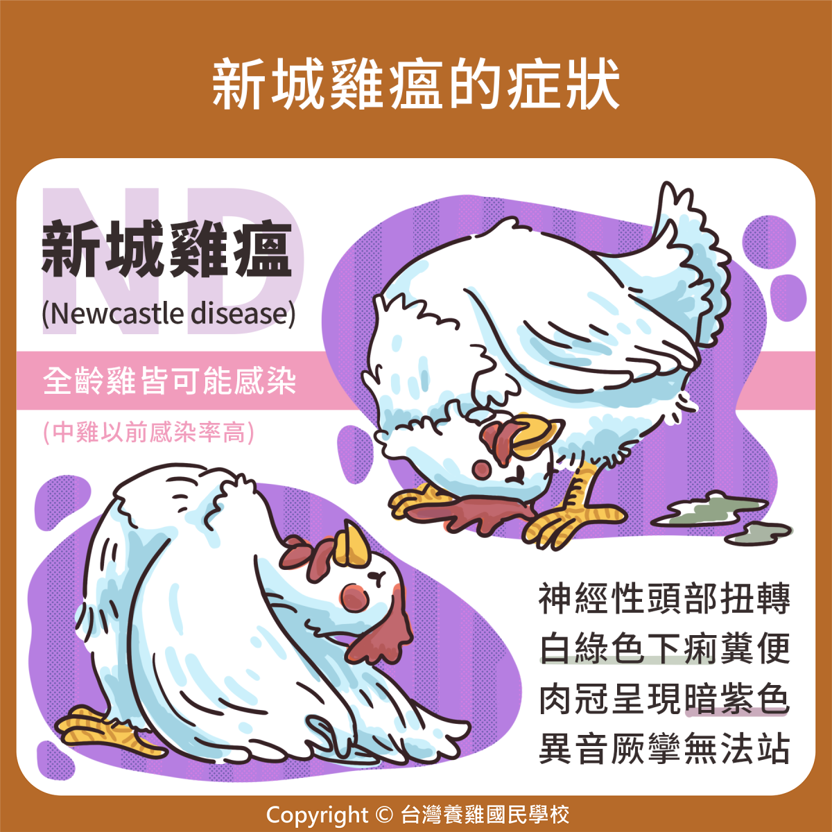 雞隻|202. 新城雞瘟的症狀 | 優雞可尋