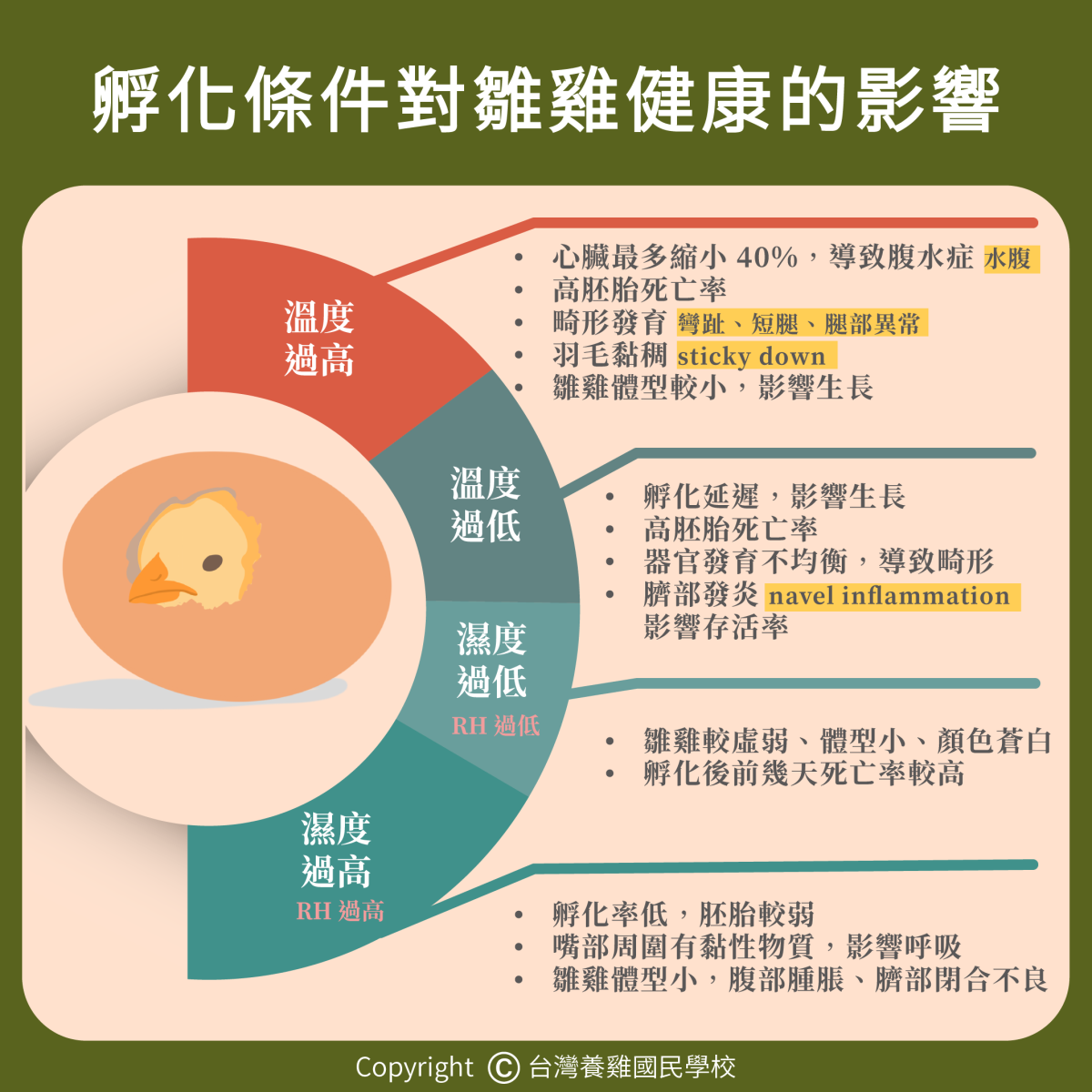 雞隻｜249. 孵化條件對雛雞健康的影響 | 優雞可尋
