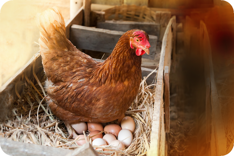 努力下蛋的產蛋雞