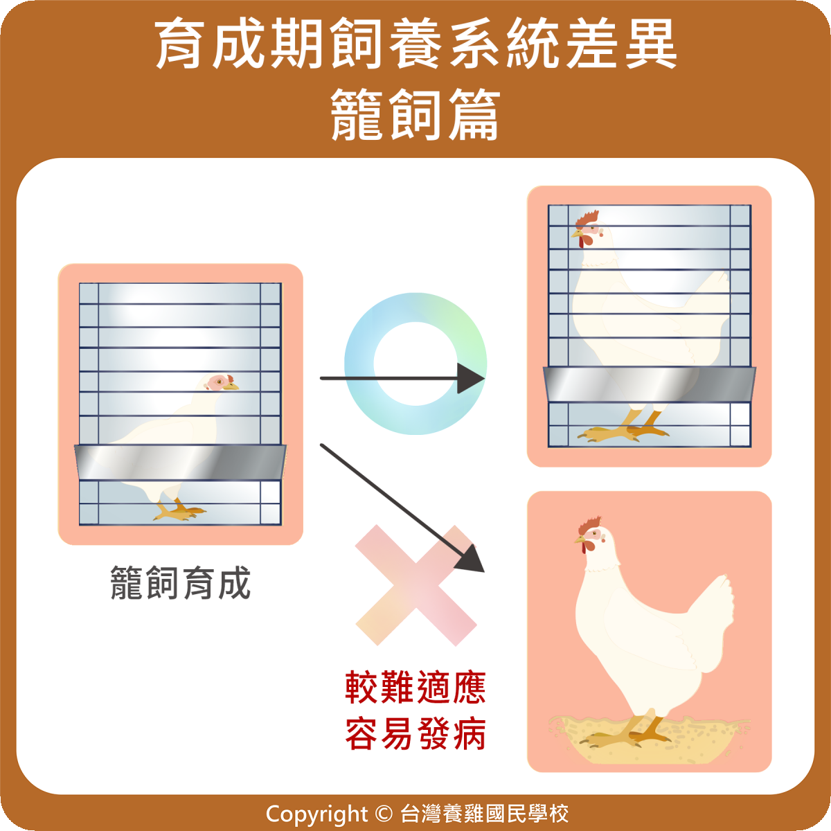 育成期飼養系統的差異(籠飼)