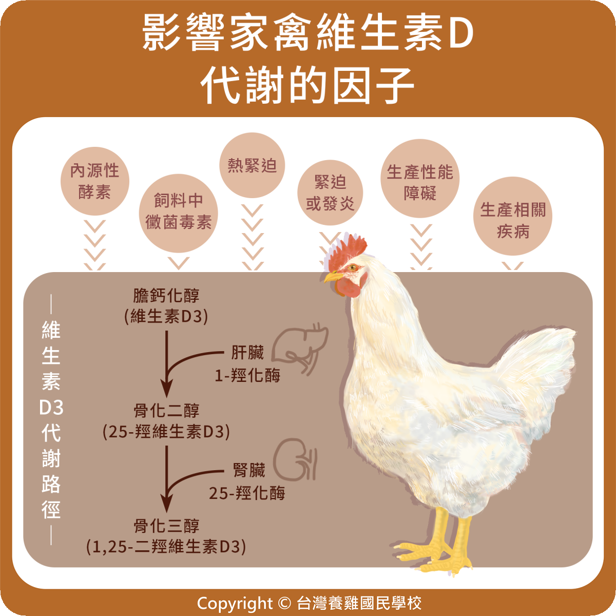 影響家禽維生素 D 代謝的因子