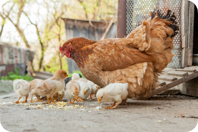 雞隻的飼養．惜福與造福