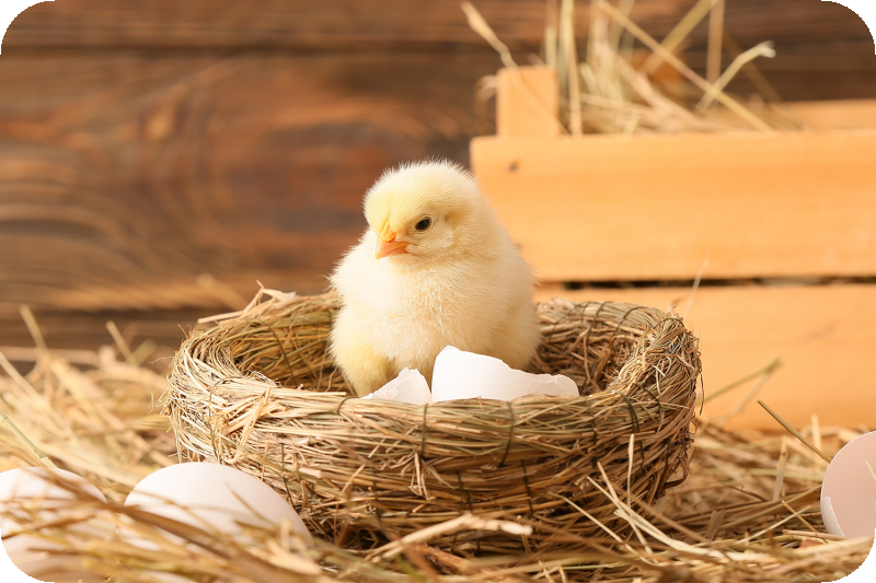 正在打基礎的蛋中小雞