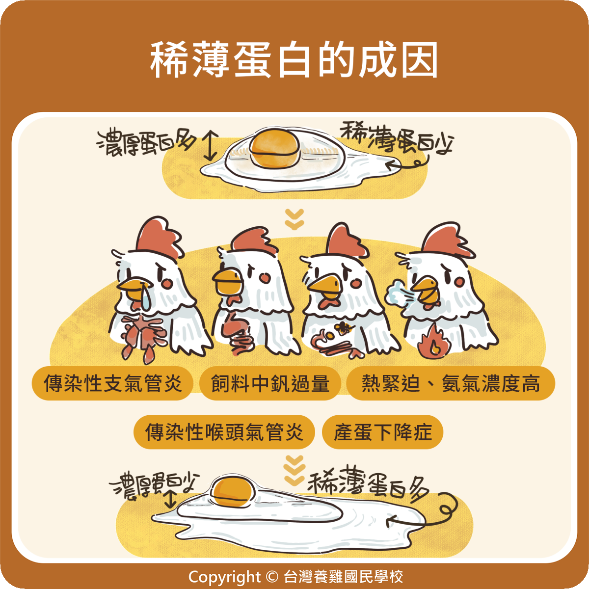 稀薄蛋白的成因