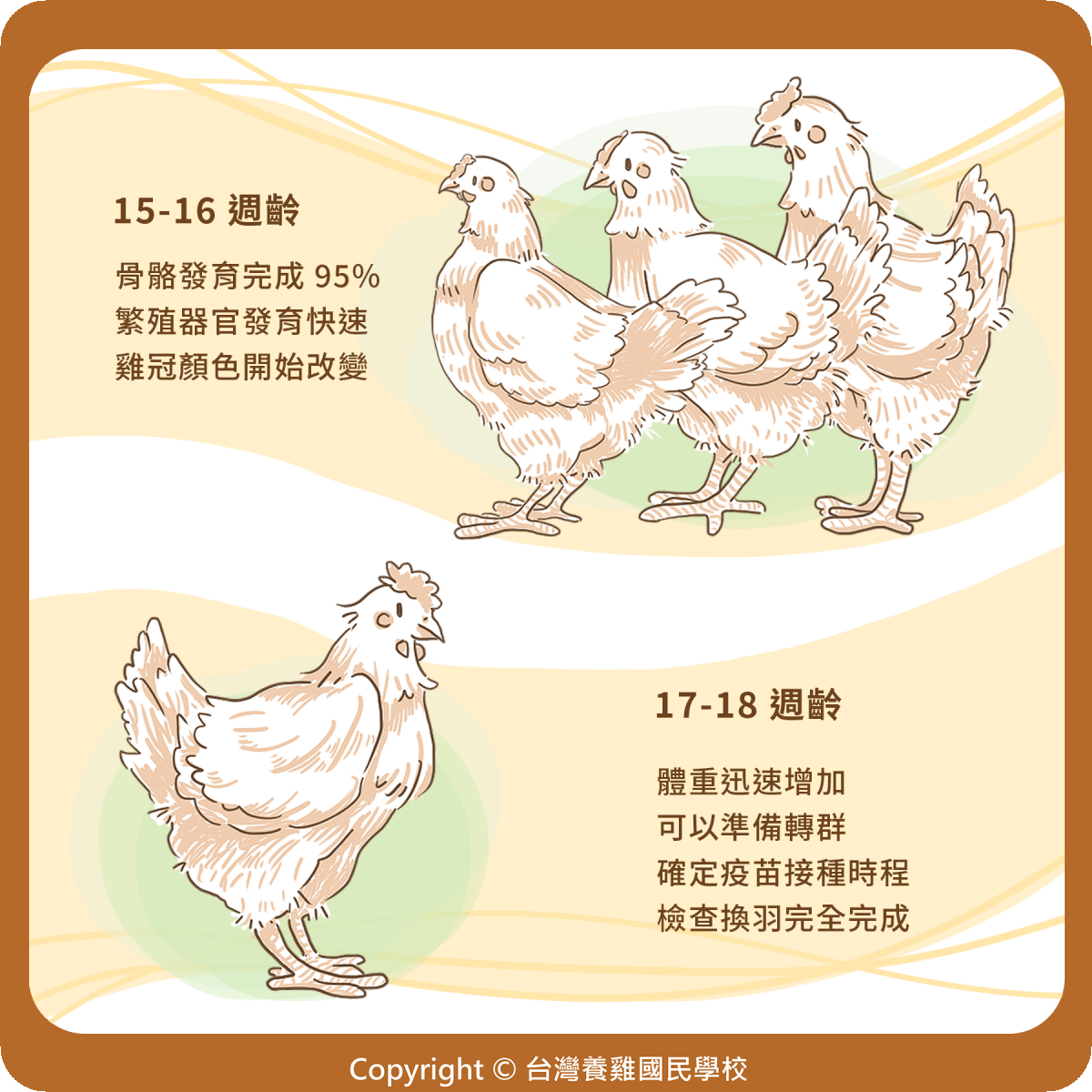 蛋雞|178. 18 週的蛋雞養成_15-18  週齡
