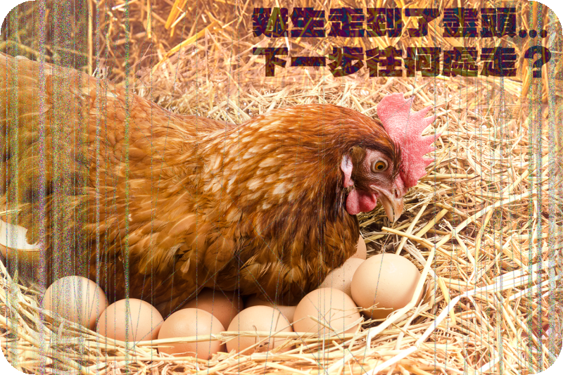 年邁的蛋雞