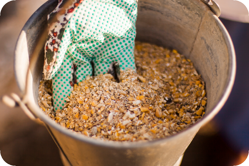 雞隻的飼料-淺述製作與注意