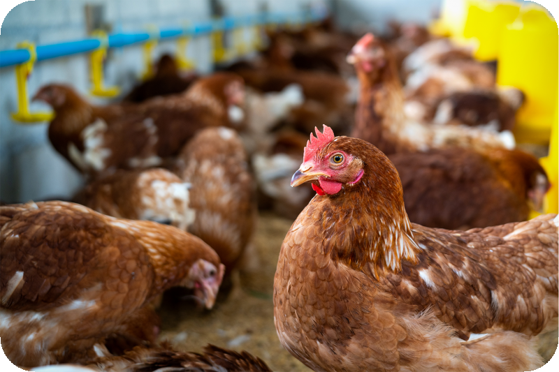 蛋雞的動物福祉