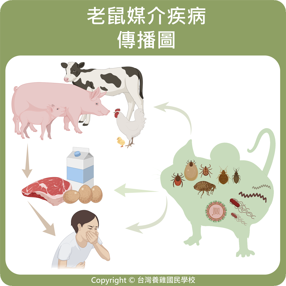 老鼠媒介疾病傳播圖