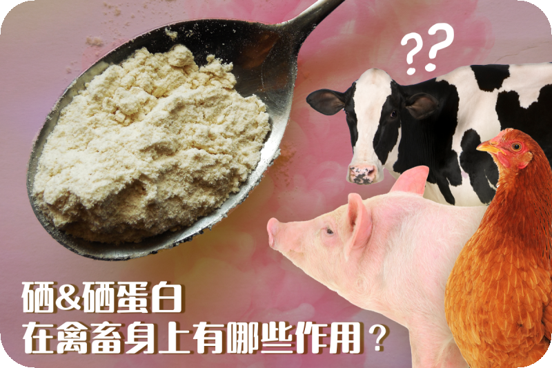 硒及硒蛋白對禽畜的免疫反應影響 (上)