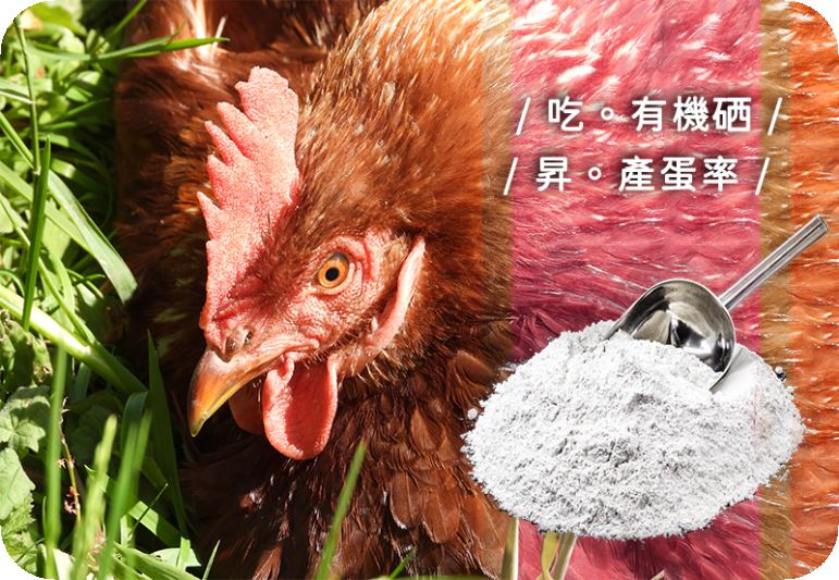 酵母硒-改善蛋雞表現 & 生產功能性雞蛋 (上)