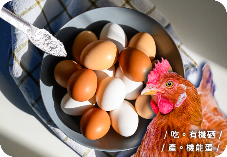 酵母硒-改善蛋雞表現 & 生產功能性雞蛋 (下)