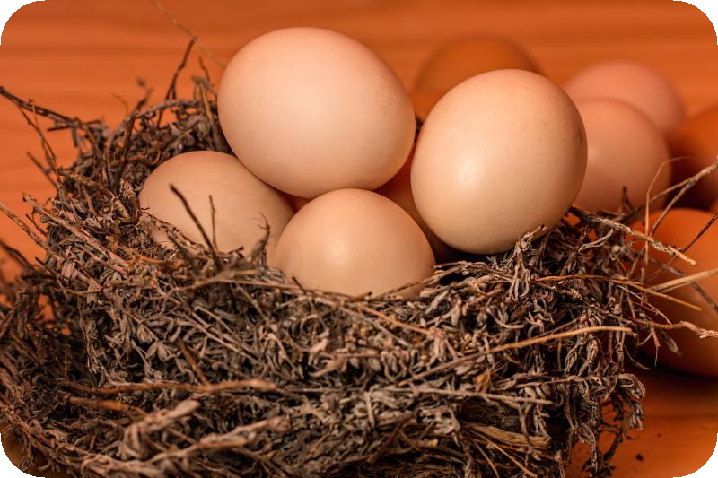 雞場的重點項目-確保蛋殼品質
