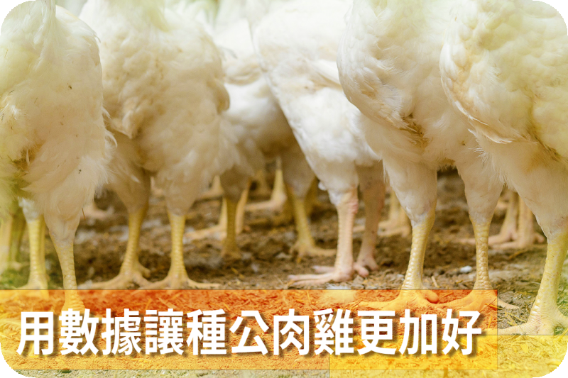 數據化管理改善雄性肉種雞生產性能