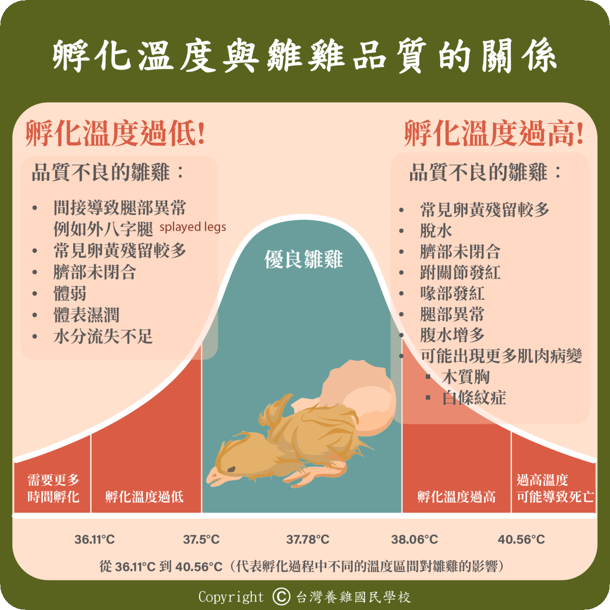 雞隻|12. 雞冠顏色型態辨別 | 優雞可尋